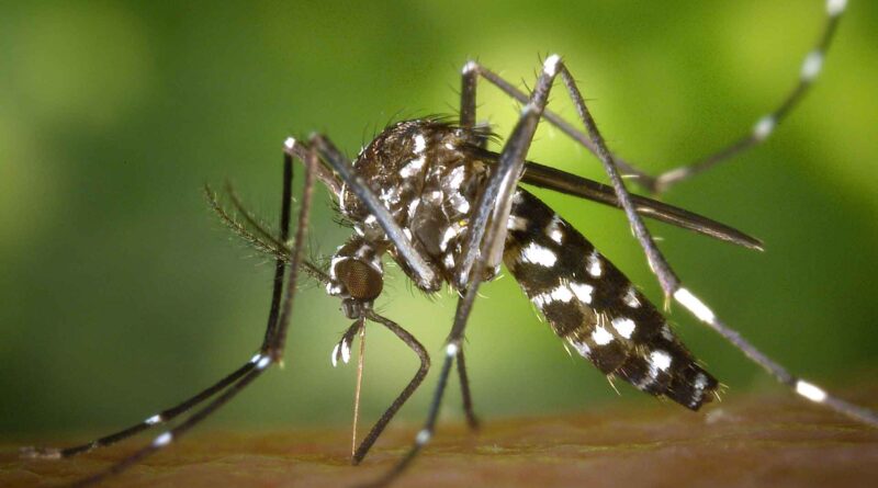 Prevenção da dengue em condomínios residenciais